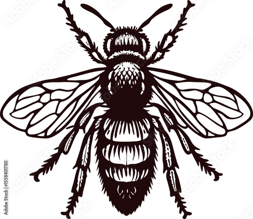 Detailed vintage engraved illustration of honey bee with wings spread isolated on white background