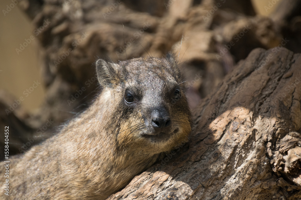Fototapeta premium Rock hyrax - close up shot