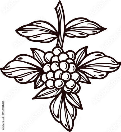 Hand drawn botanical illustration of coffee plant with berries and leaves, vintage line art floral sketch