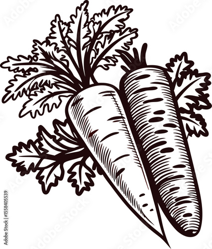 Hand drawn vintage carrot illustration with detailed leaves and roots, isolated on white background