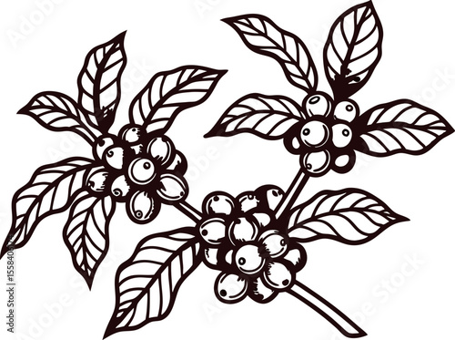 Hand drawn coffee plant branch with berries and leaves vintage botanical illustration