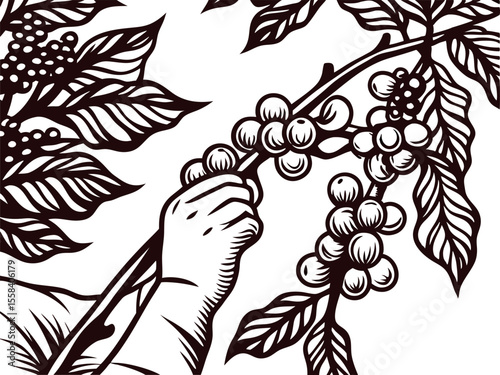 Hand drawn illustration of a person harvesting ripe coffee berries from a branch with leaves