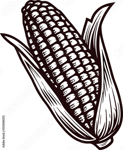 Hand drawn vintage illustration of an ear of corn with husk isolated on white background