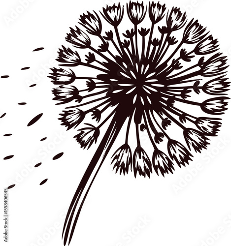 Hand drawn black dandelion with scattered seeds blowing in the wind isolated on white background