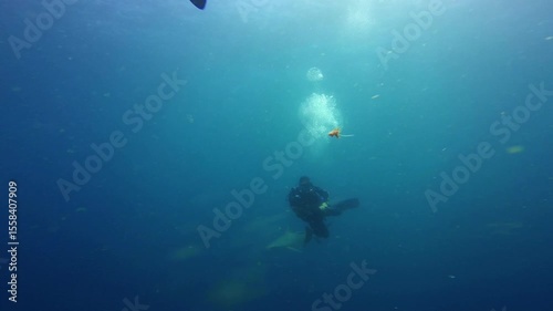 Sharks glide above divers during an open water dive with strong visibility and clear background.