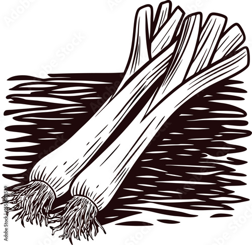 Hand drawn leek vegetable illustration vintage engraved botanical drawing of fresh leeks isolated on white background