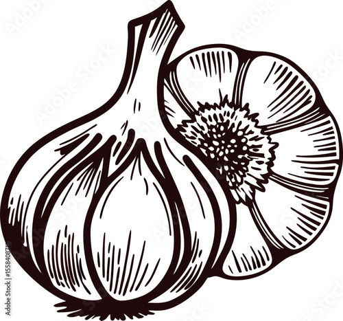 Hand drawn garlic bulb and clove vintage engraved botanical illustration isolated on white background