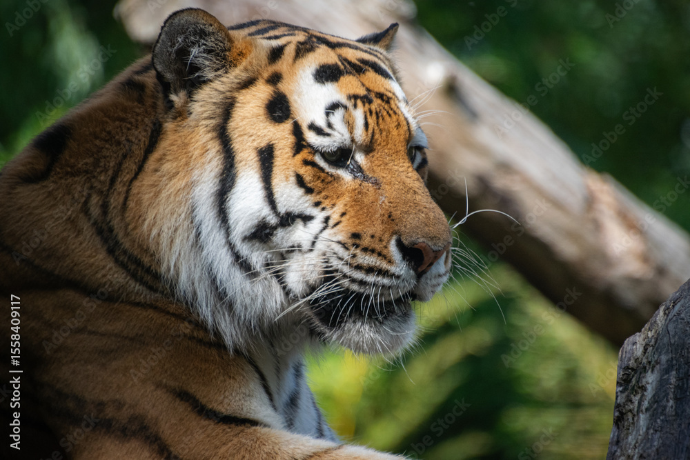 Fototapeta premium A close up shot of a tiger