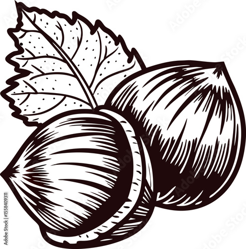 Hand drawn hazelnuts with leaves illustration in vintage engraved isolated on white background