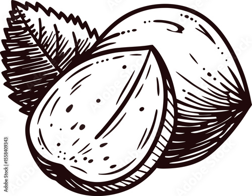 Hand drawn sketch of hazelnuts with leaf vintage engraved botanical almond seed split open illustration