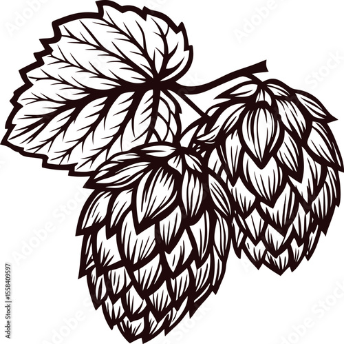 Hand drawn hops plant with leaves and cones isolated vintage botanical sketch for brewing ingredient