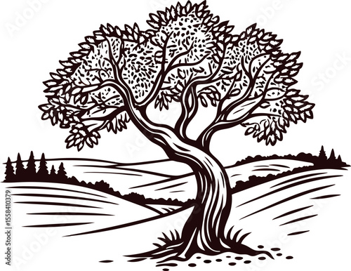 Detailed hand drawn olive tree in rural landscape, vintage engraving illustration with rolling hills and distant forest