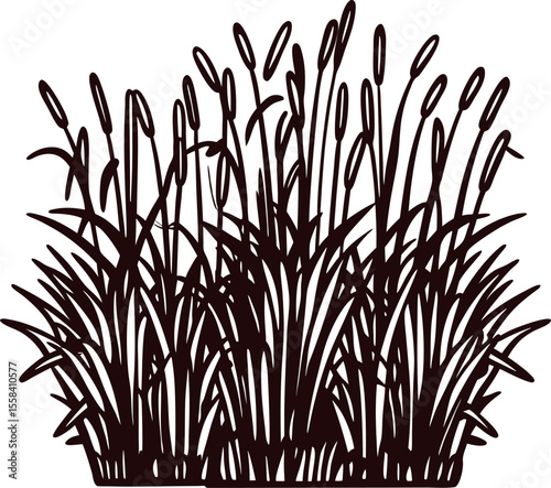 Dense cluster of reed grass silhouettes with tall slender stems and elongated seed heads on white background