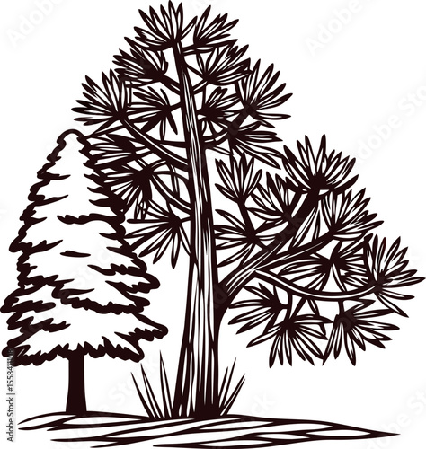 Hand drawn pine and palm trees illustration vintage engraved botanical sketch of different tree species