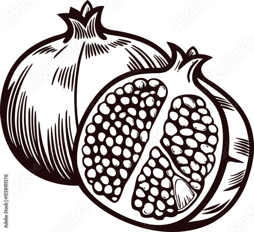 Hand drawn pomegranate fruit with seeds vintage botanical engraved illustration in black and white