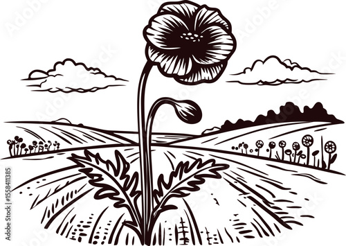Hand drawn wild poppy flower on countryside field with distant plants and cloudy sky illustration