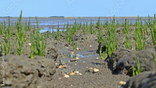 Europäischer Queller (Salicornia europaea agg.) im Nationalpark Wattenmeer