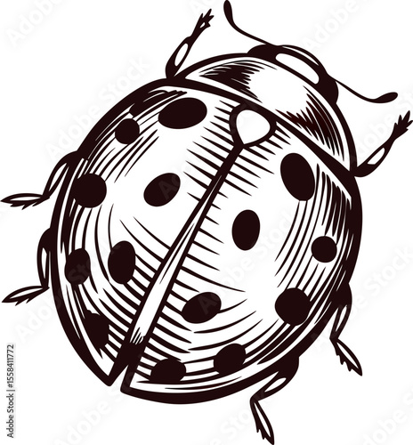 Vintage engraved hand drawn ladybug isolated on white background in retro ink illustration