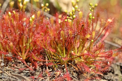 Mittlerer Sonntau (Drosera intermedia) in Ostfriesland photo