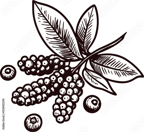 Hand drawn black pepper branch with leaves and berries isolated on white background