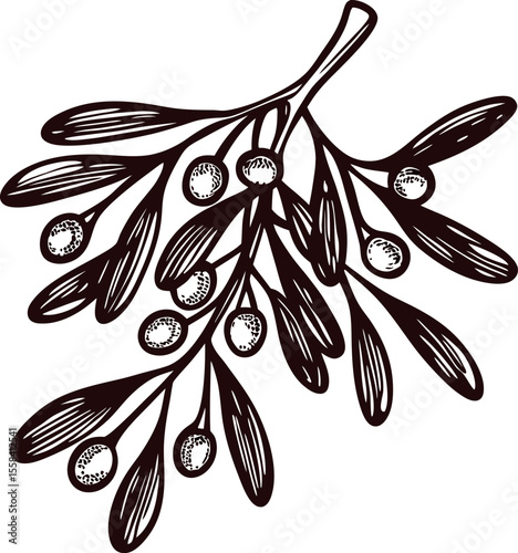 Vintage hand drawn mistletoe branch with leaves and berries engraved botanical illustration isolated on white