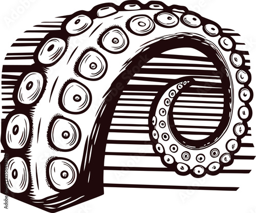 Vintage engraved drawing of curled octopus tentacle with detailed suction cups and bold line shading