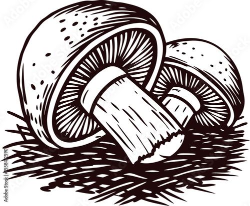 Hand drawn vintage illustration of two champignon mushrooms lying on grass engraved botanical food sketch