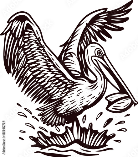 Hand drawn pelican spreading wings and catching fish in water detailed engraved illustration in vintage