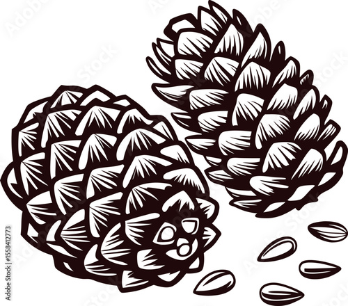 Hand drawn engraved pine cones and seeds isolated on white background vintage botanical illustration