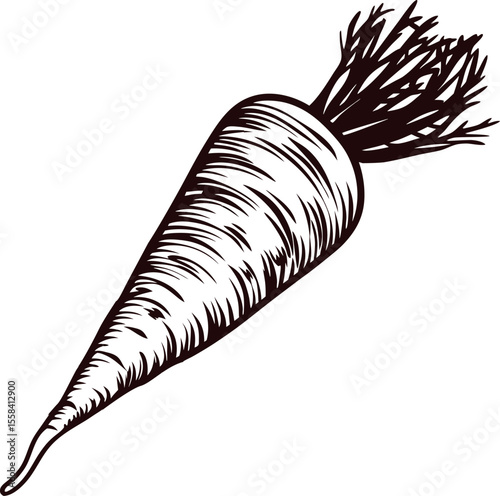 Hand drawn carrot with leaves isolated vintage engraved root vegetable illustration black on white