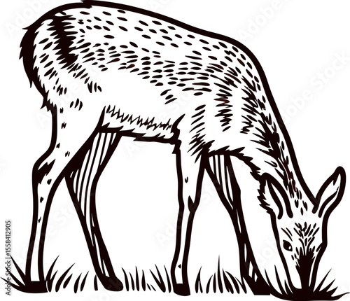 Engraved drawing of grazing deer eating grass, hand drawn vintage animal illustration in black and white