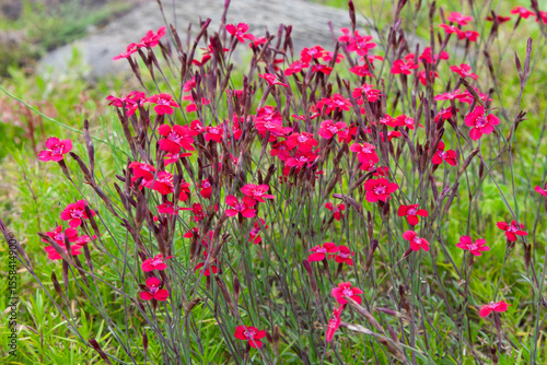Small pink flowers in summer garden. Dianthus deltoids or maiden pink flowers. A beautiful bush consisting of many flowers A magenta background for a splash screen or wallpaper.
