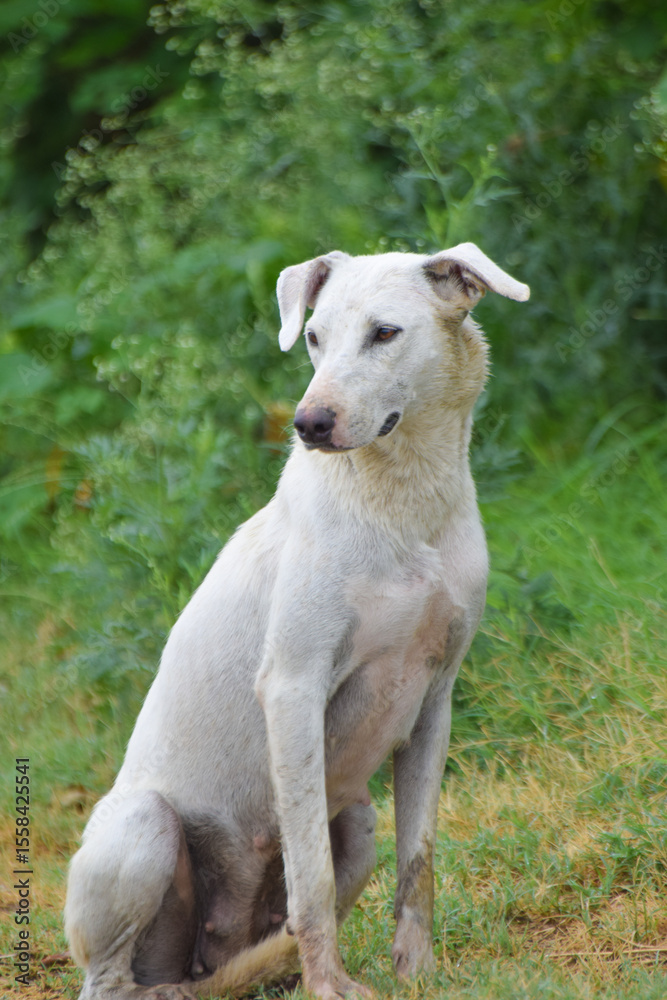 white color dog with green background, Beauty Golden retriever dog in the park, Great Dane on a background of green grass white color dog with green background, Beauty Golden retriever dog in the park, Great Dane on a background of green grass