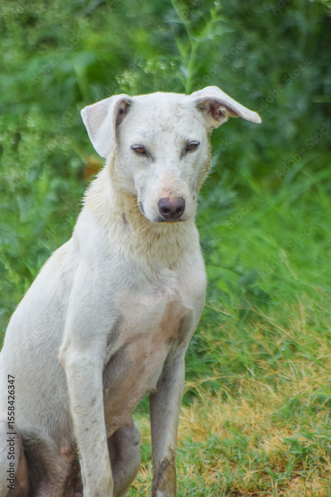 Obraz premium white color dog with green background, Beauty Golden retriever dog in the park, Great Dane on a background of green grass