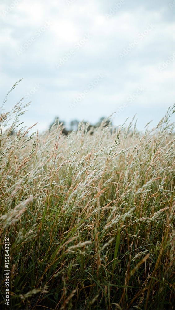 Fototapeta premium Grassy field under cloudy sky