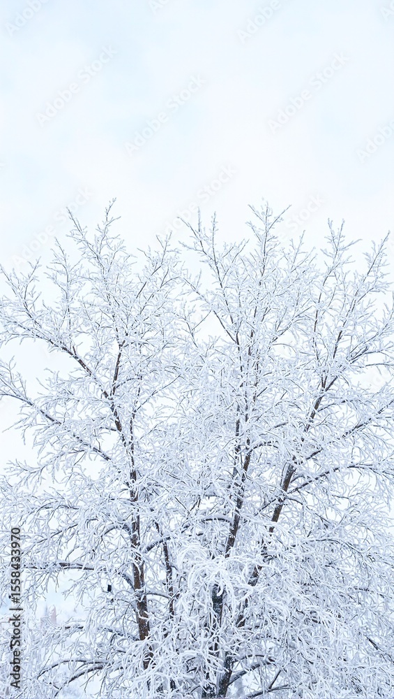 Frosted tree branches in winter Frosted tree branches in winter
