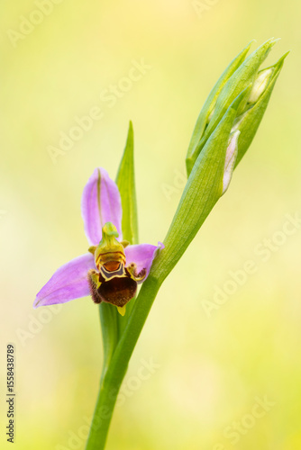 Ophrys apifera in natural sunlight