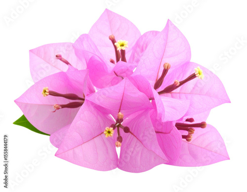 Bougenville Flower, Isolated on Transparent Background photo