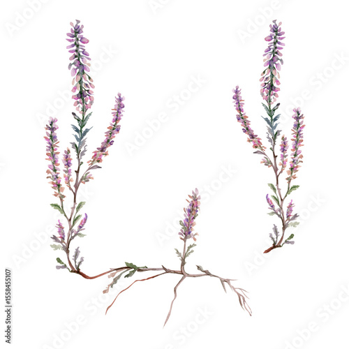 Heather ling erica calluna flower. Heathland moorland evergreen shrub plant, Scotland symbol, dye ale honey ingredient. Single element botanical watercolor hand drawn illustration. Florist jewellery