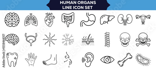Medical Anatomy Line Icons Collection Thin Linear Vector Set of Human Organs Such as Heart, Lungs, Liver, Stomach, Intestine, Kidney, and Bladder for Scientific and Educational Vector Illustration
