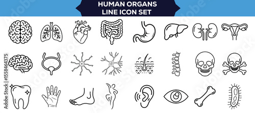 Comprehensive Human Organs Line Icon Collection Thin Linear Vector Illustrations of Heart, Lungs, Liver, Stomach, Intestine, Kidneys, Bladder, and Anatomical Elements for Medical and Educational