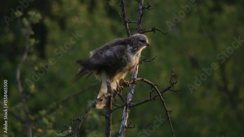 light-colored buzzard sitting in tree crown