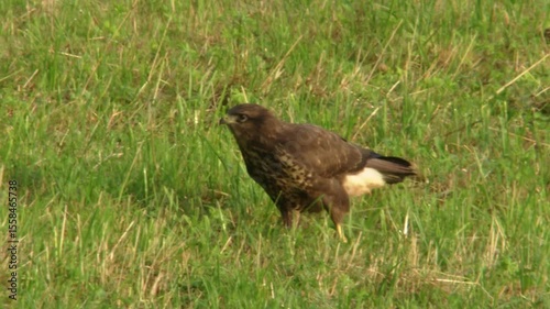 common buzzard walking across meadow