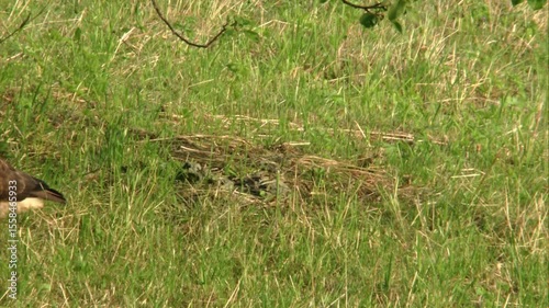 common buzzard walking across meadow