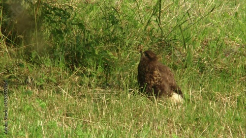 common buzzard sitting alert on the ground - listening, looking for prey