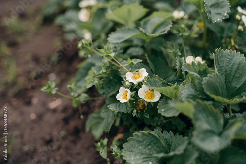Strawberry flowers blooming in the garden