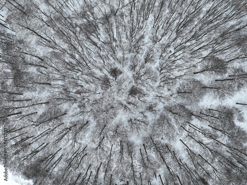 Winterwald frontal von oben