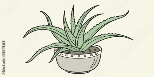 aloe vera plant in pot