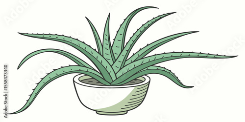 aloe vera plant in pot