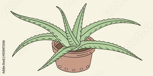 aloe vera plant in pot